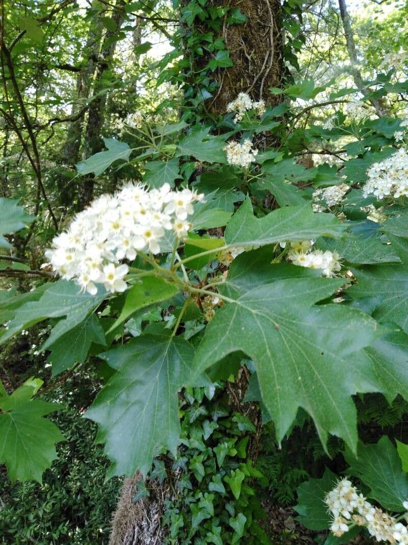 Jarabina brekyňová 9