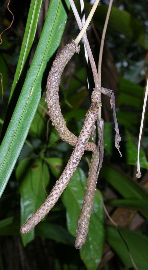 Antúria Friedrichsthalova 7