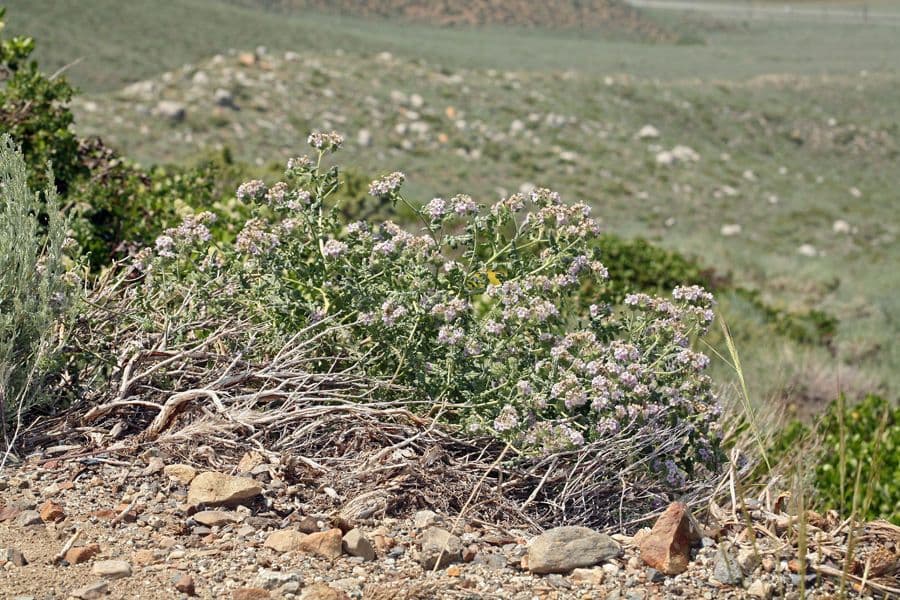 Fagelia ramosa 8