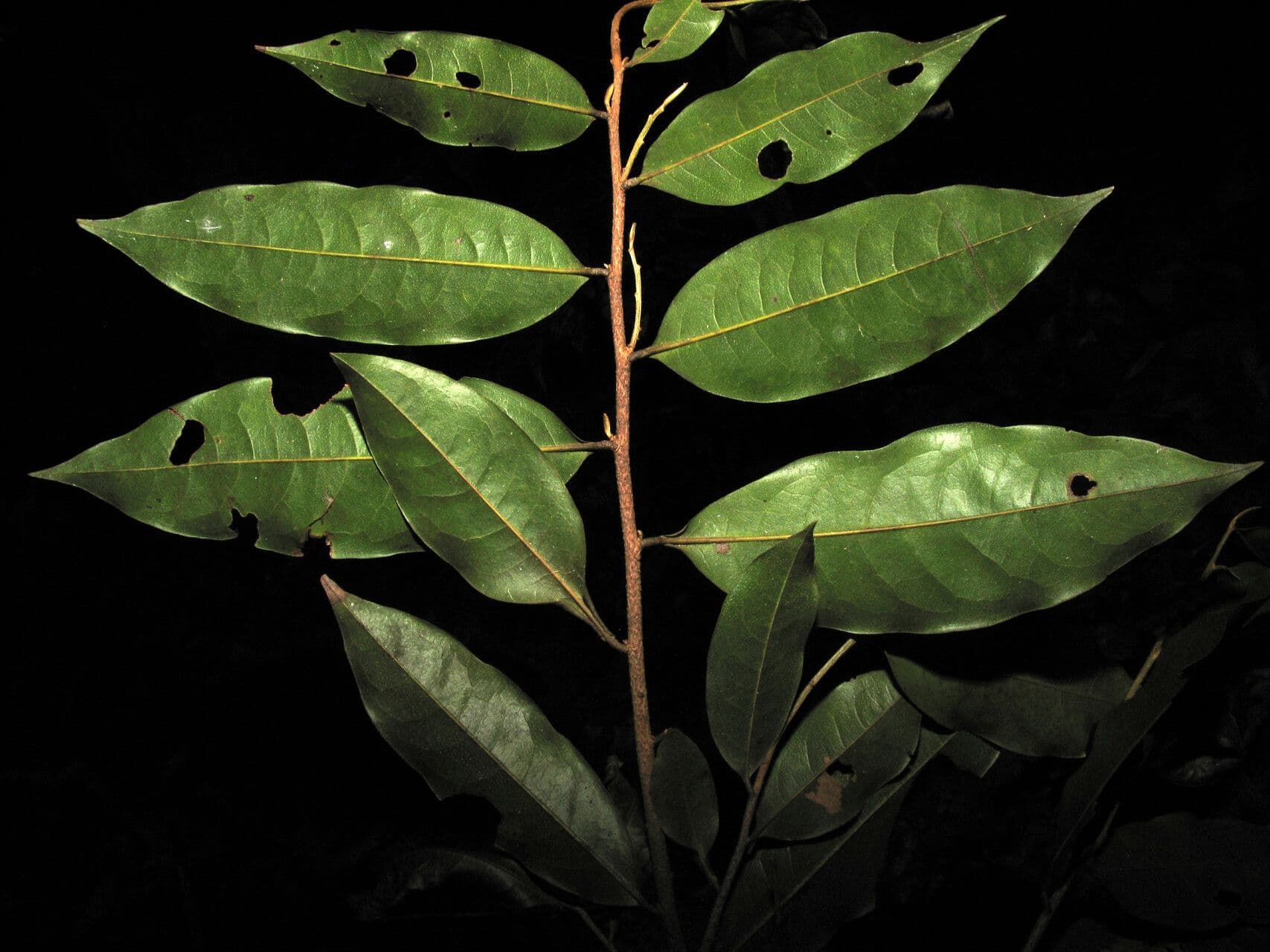 Duguetia 5