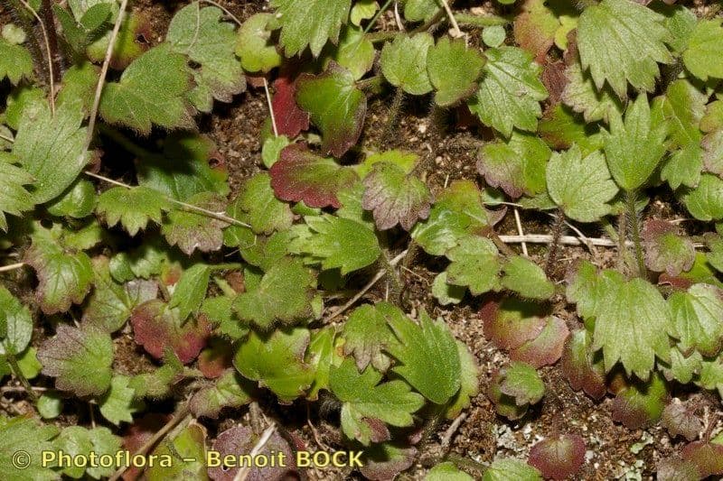 Ranunculus gregarius 2