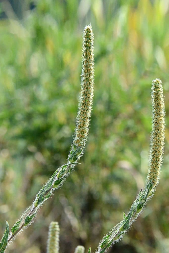 Ambrosie 2