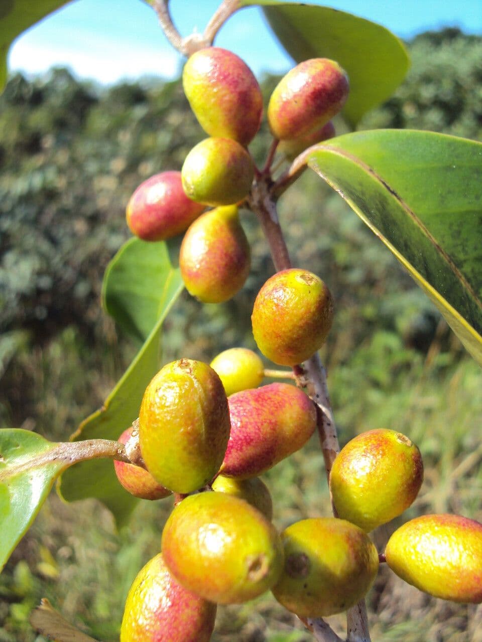 Eugenia 5