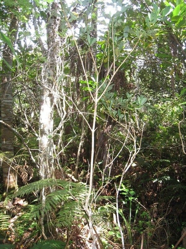 Psychotria 4