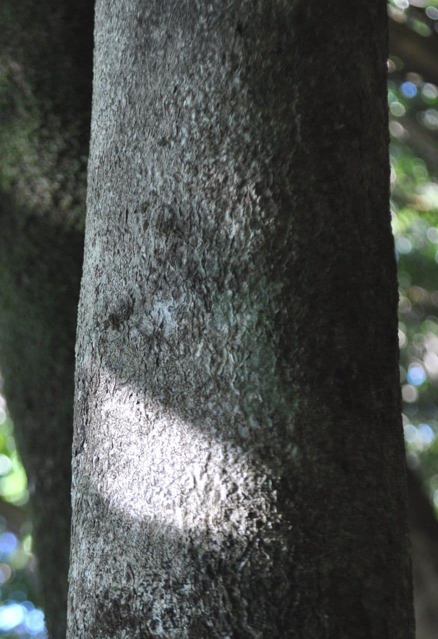 Doratoxylon apetalum 18
