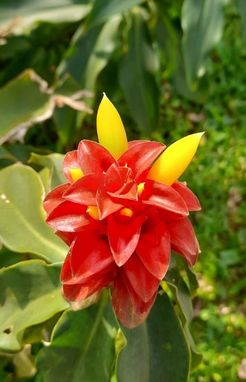 Red tower ginger 4