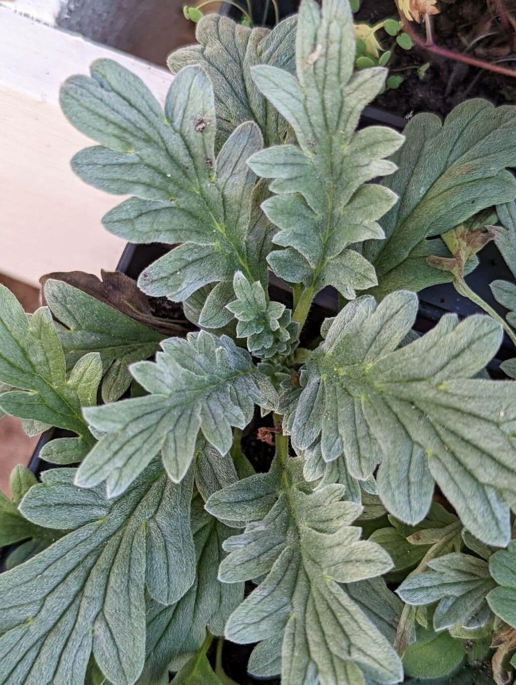 Facelia setosa 13