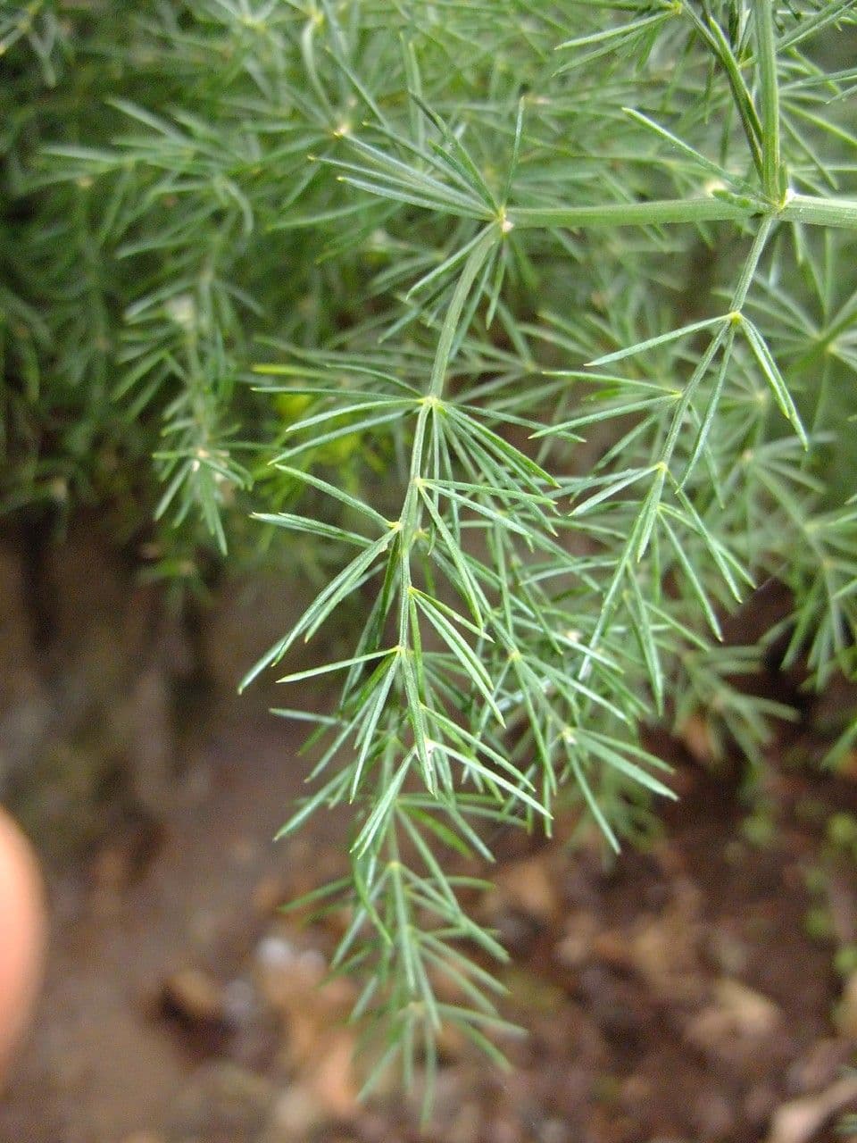 Doldiger Spargel 10