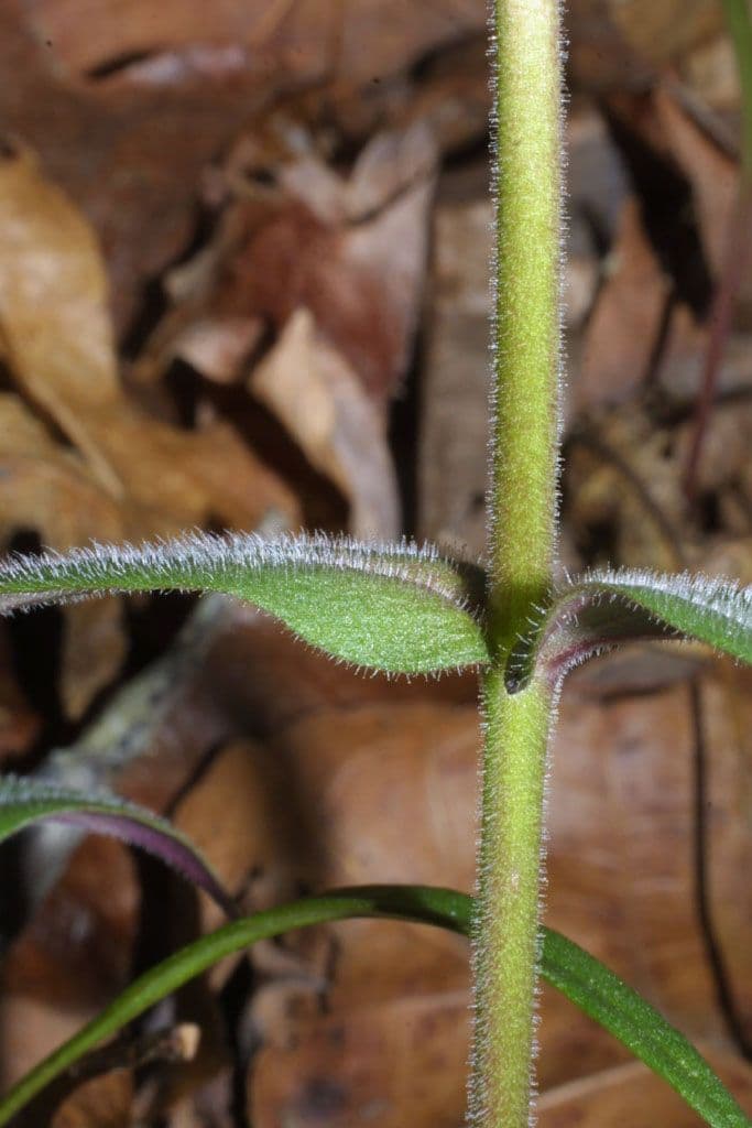 Flox divaricata 19
