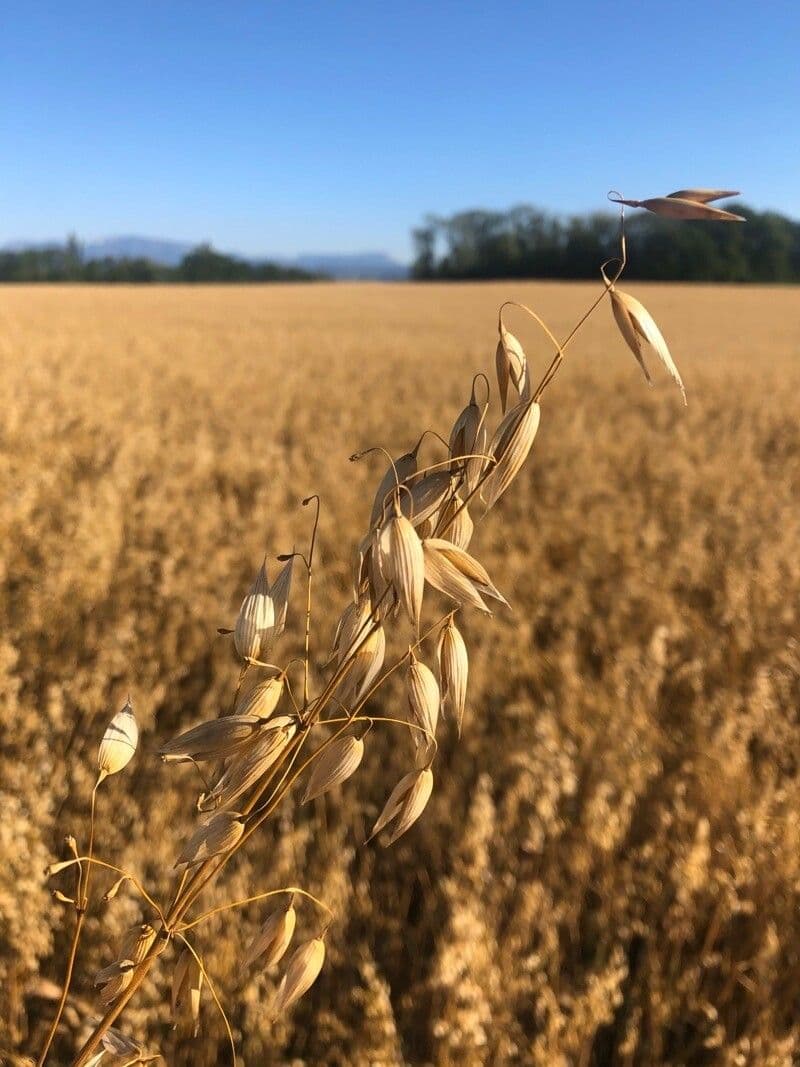 Avena 24