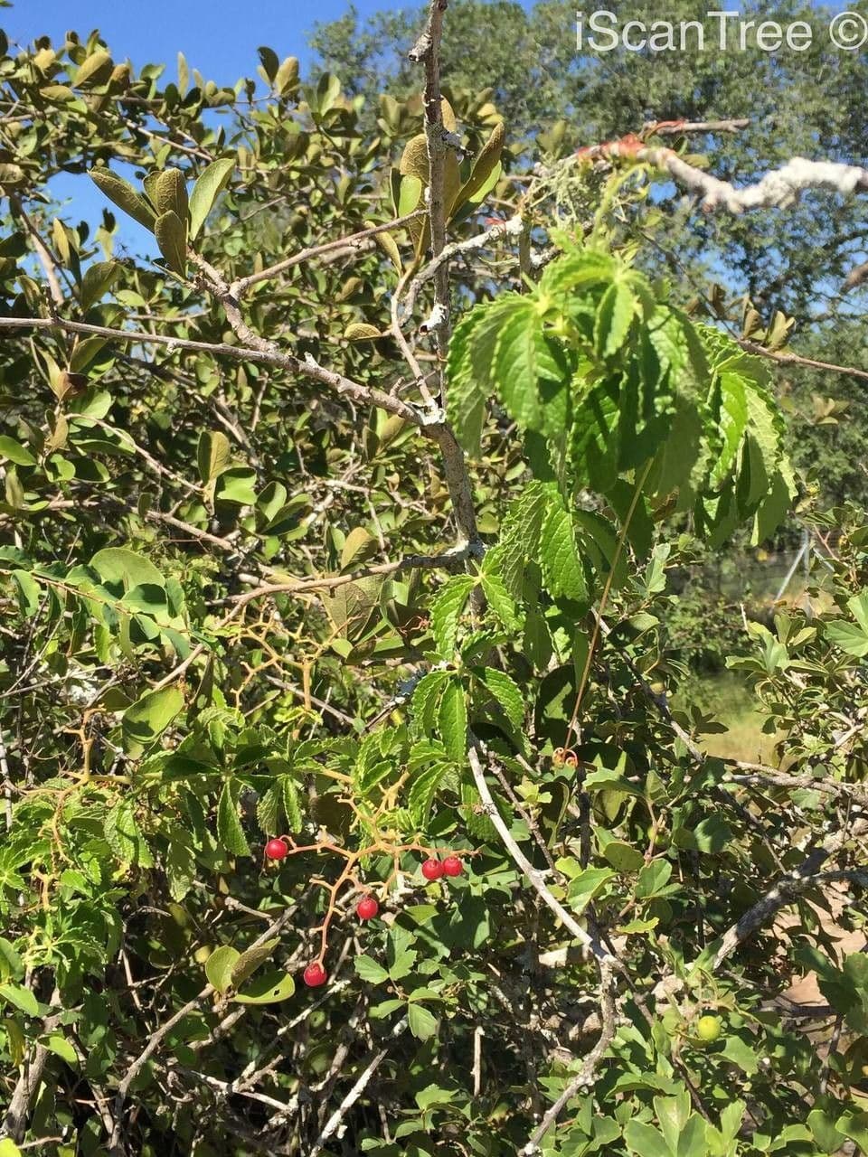 Cyphostemma 6