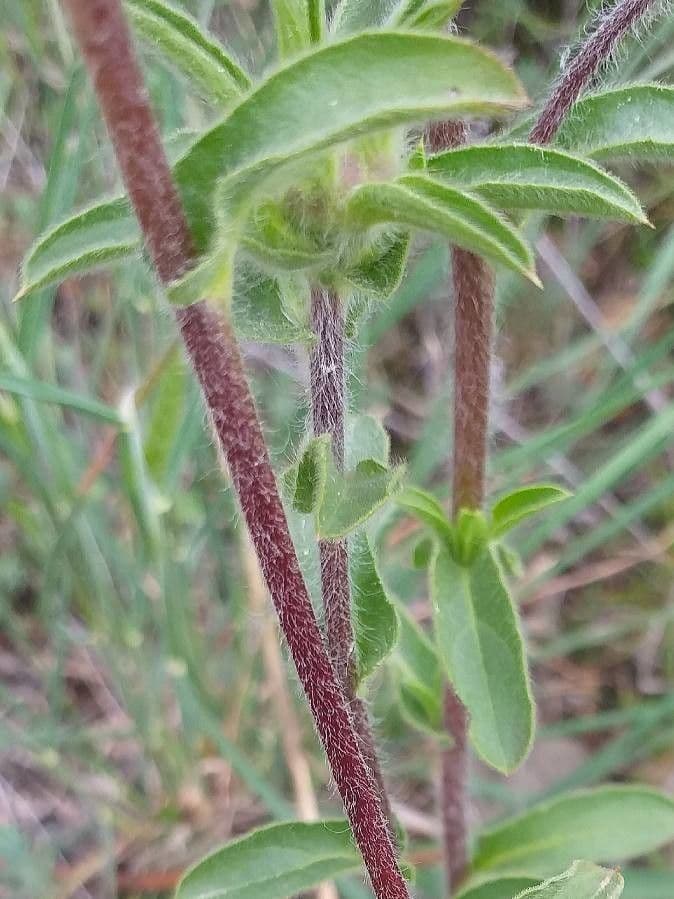 Asteroide spinoso 25