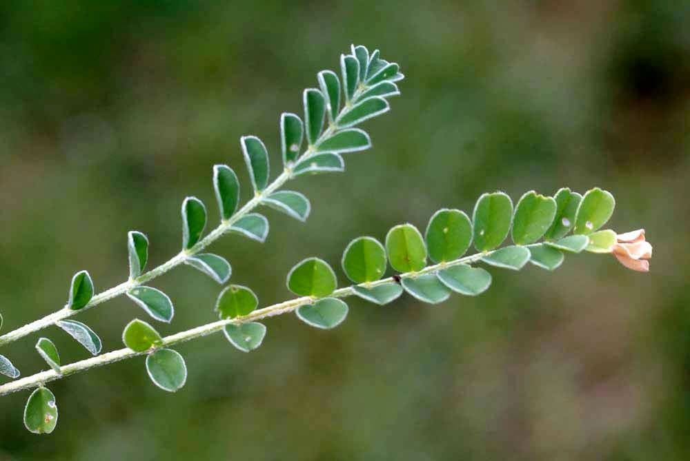 Astragalus depressus 15