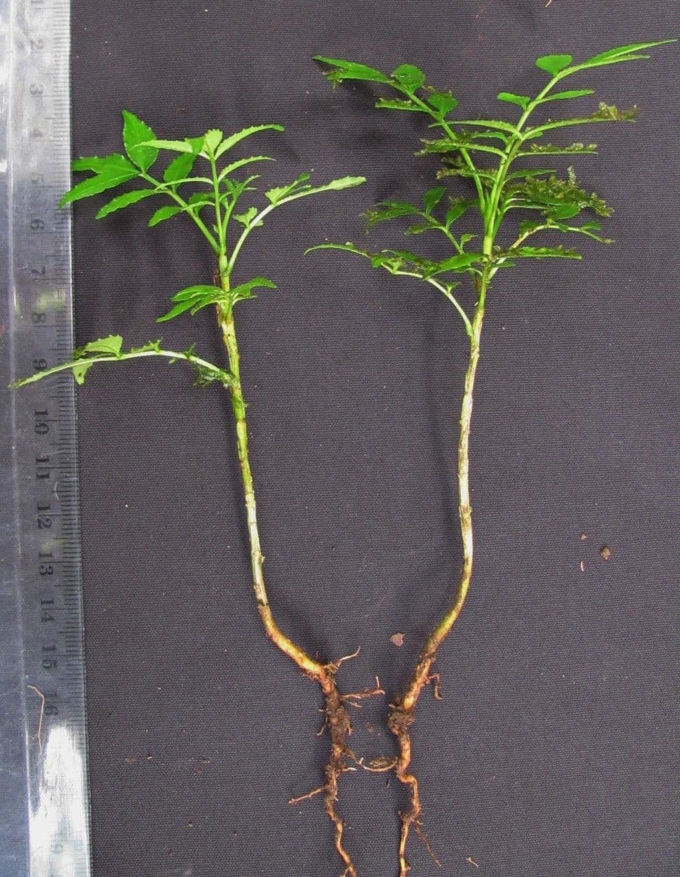 Árbol del dolor de muelas 12