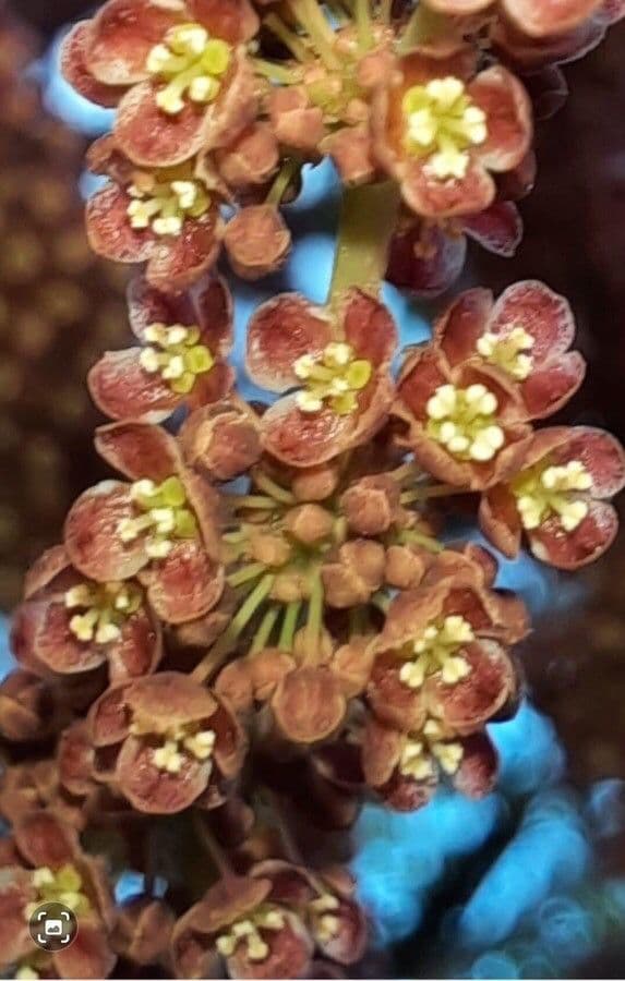 Phyllanthus 6