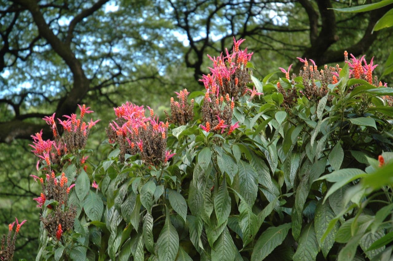 Aphelandra 6
