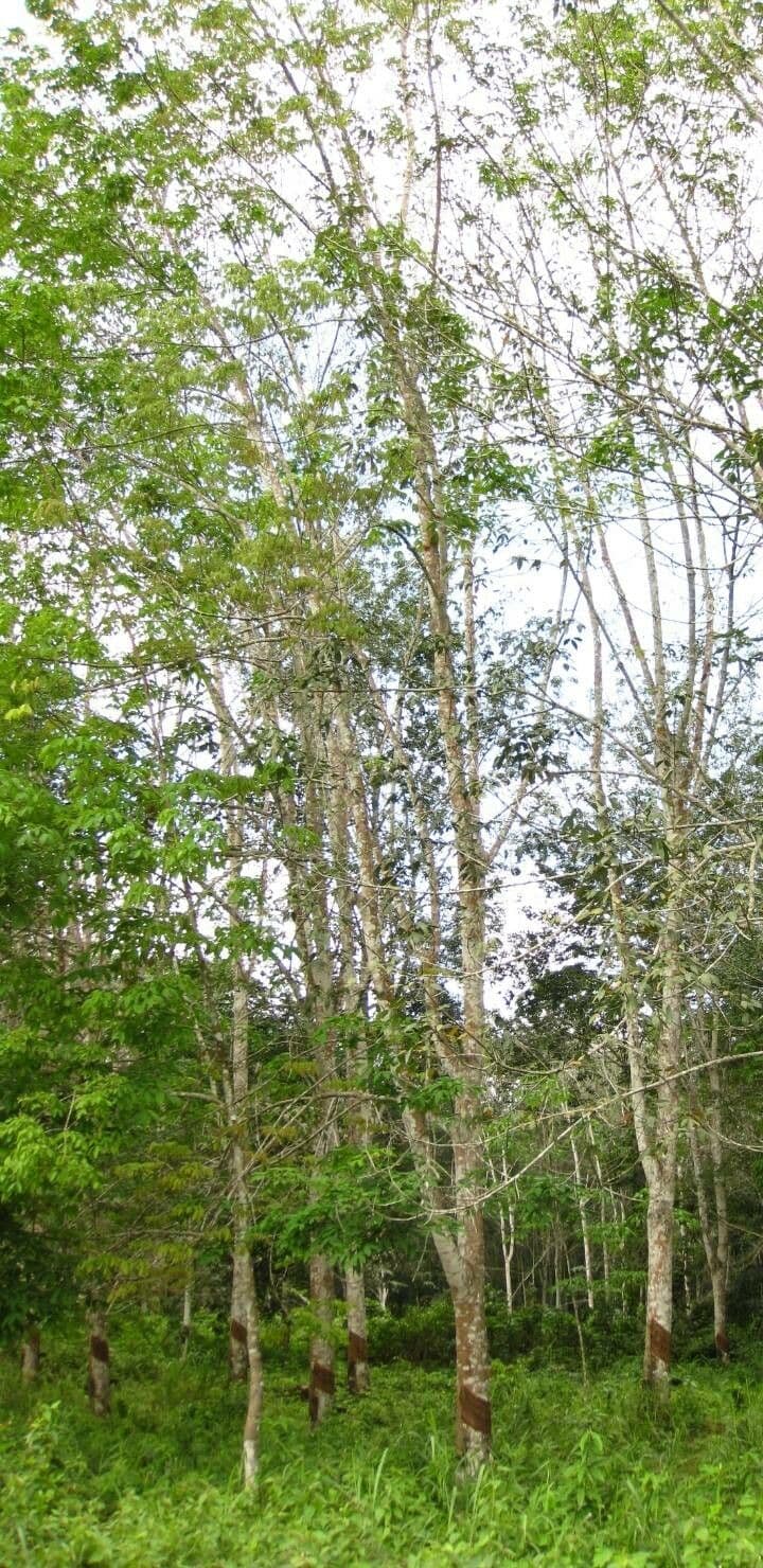 Hevea brazylijska 14
