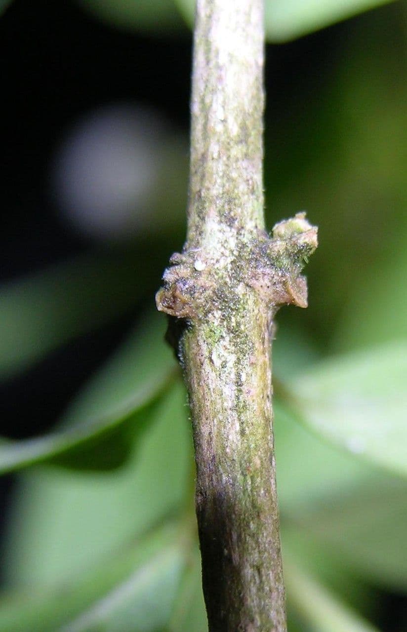 Volkameria ligustrina 4