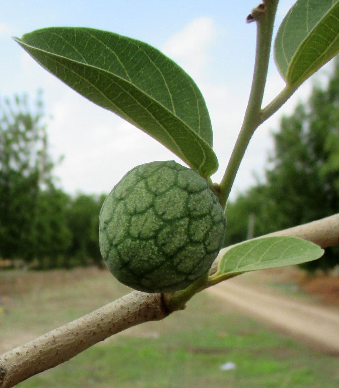 Annona senegalensis 3