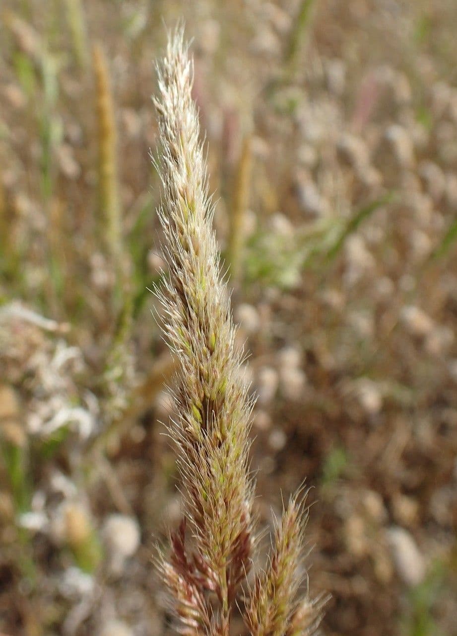 Trisetaria panicea 10