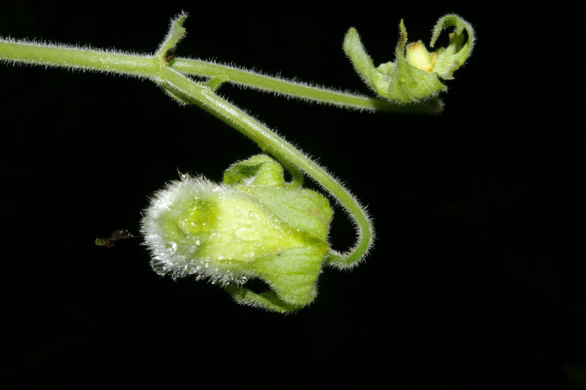 Kohleria 2