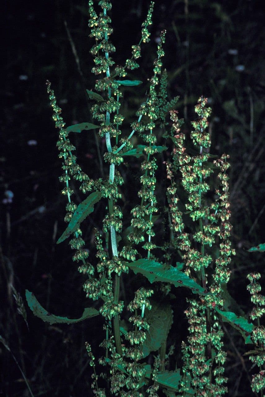Acetosa abissina 4