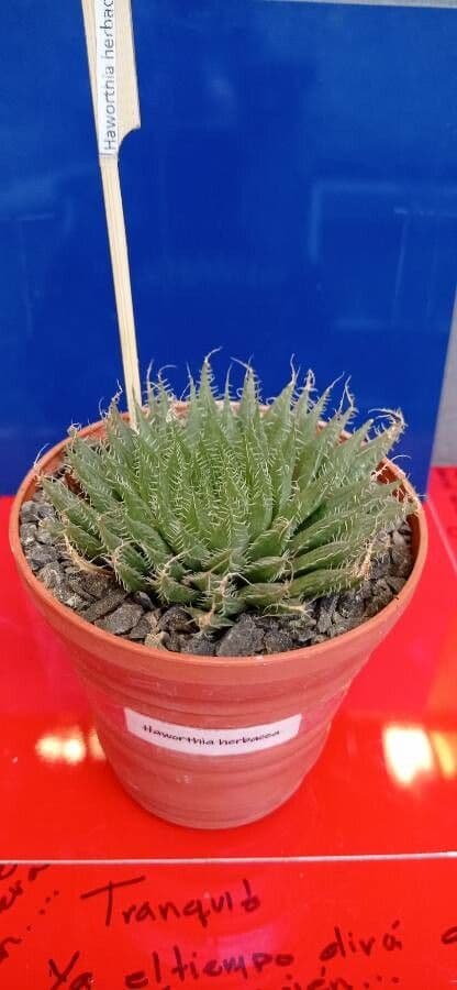 Haworthia 5