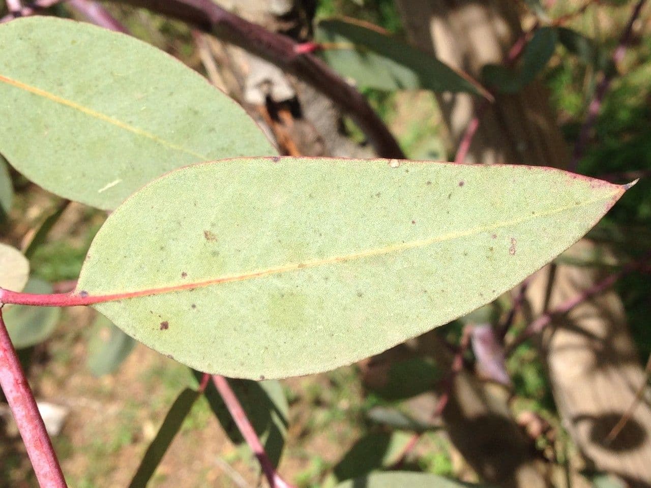 Eukalyptus 2