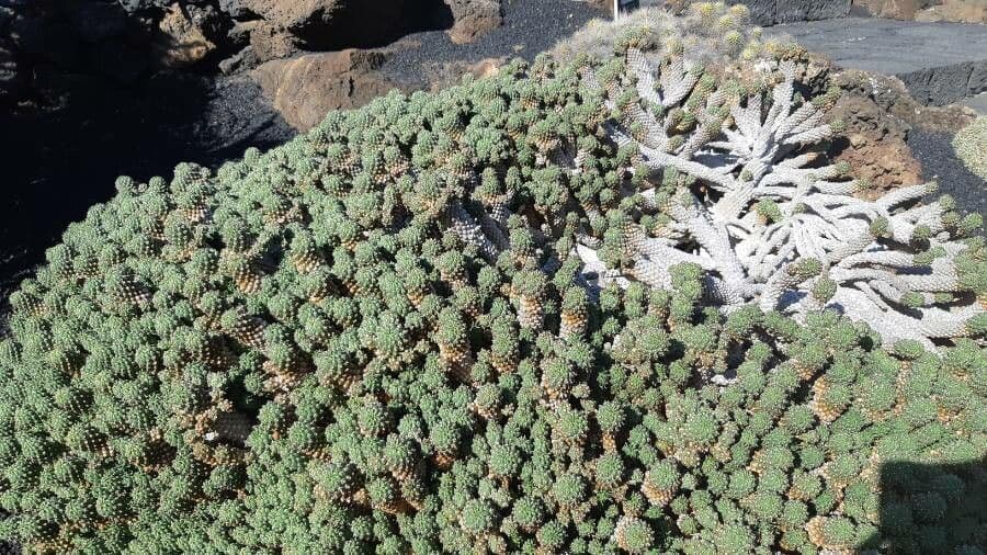 Cabeza de Medusa 10