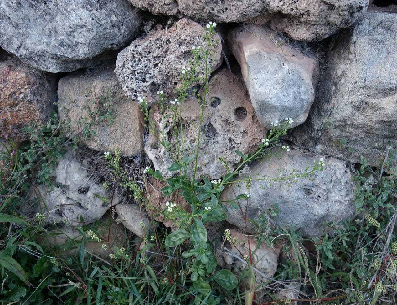 Lino d'acqua 13
