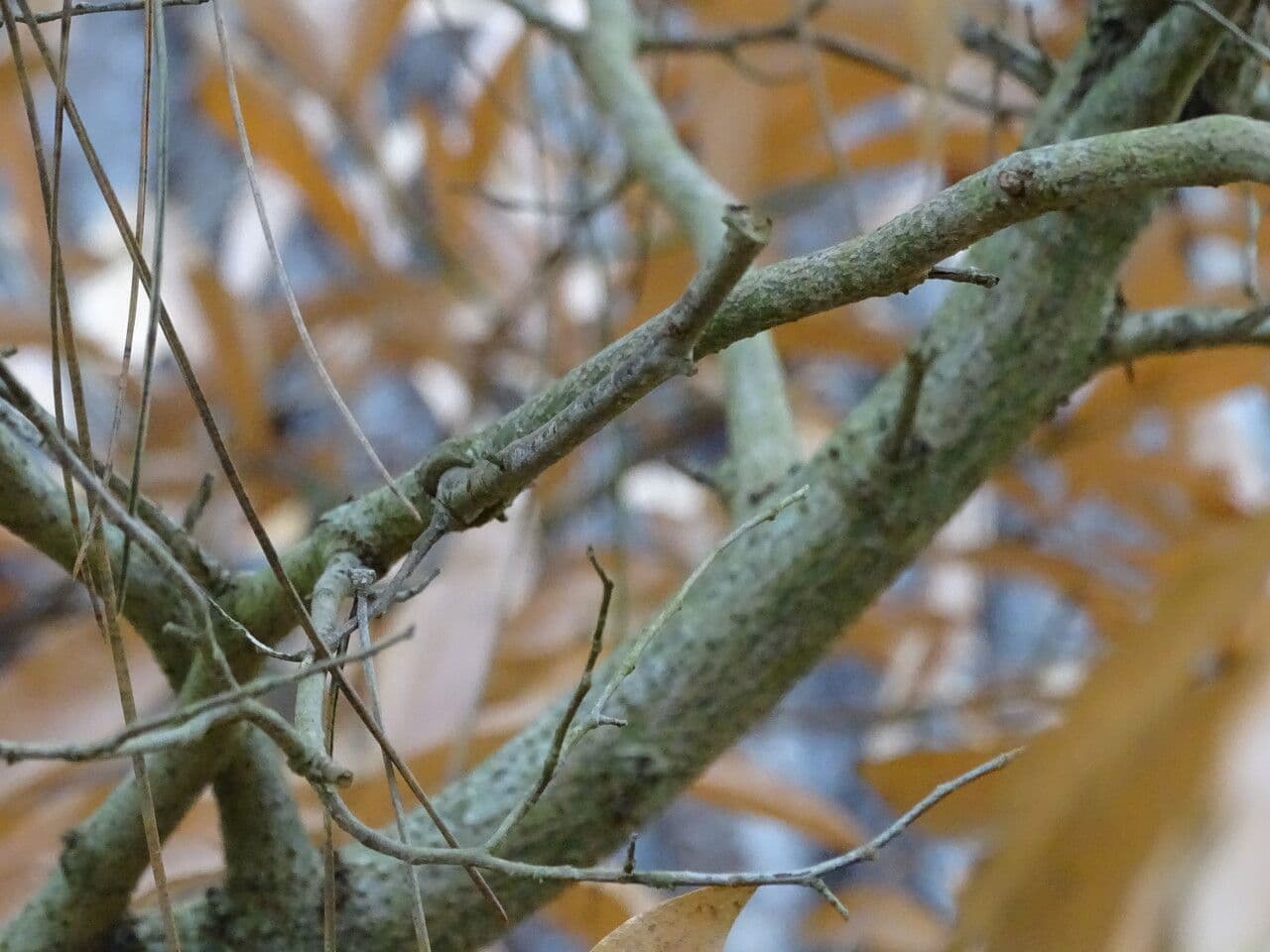 Lindera 8