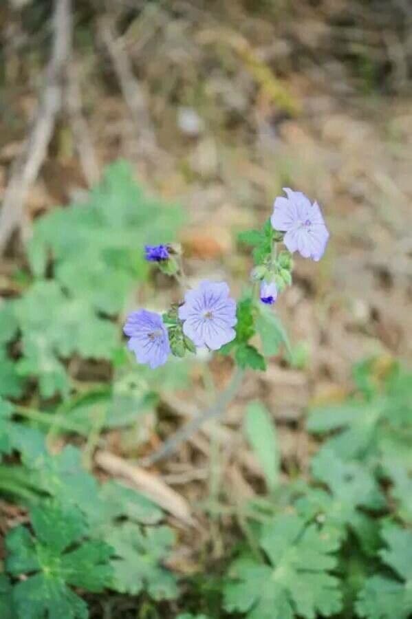 Geranium