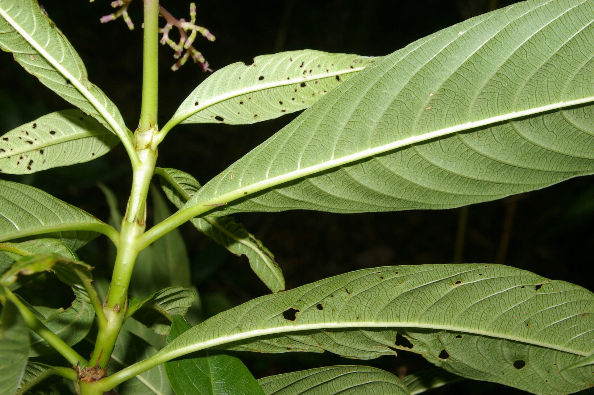 Palicourea 7
