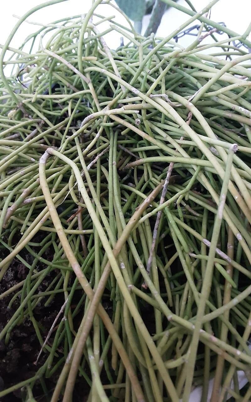 Rhipsalis 12