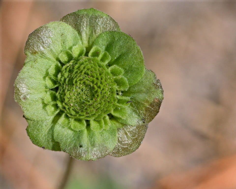 Berlandiera