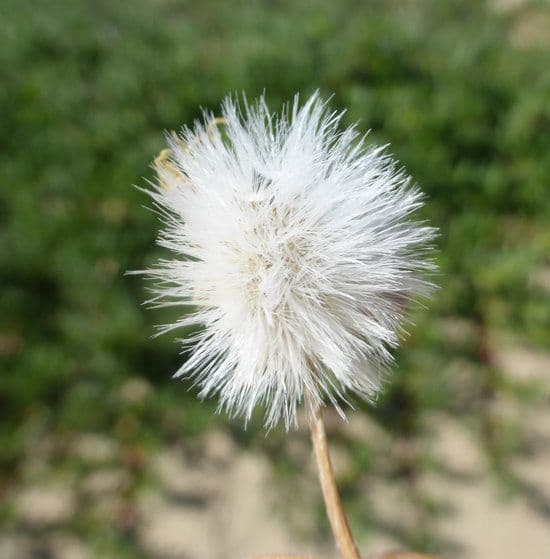 Agoseris apargioides