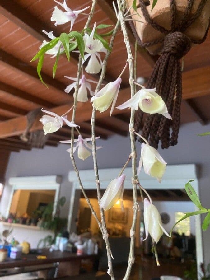 Dendrobium apillo 3