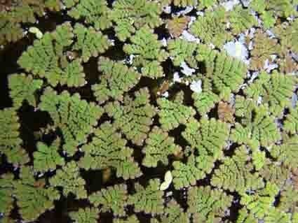 Azolla 3