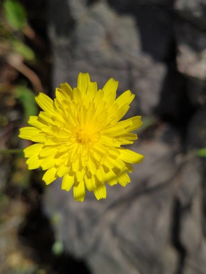 Skerblík 3