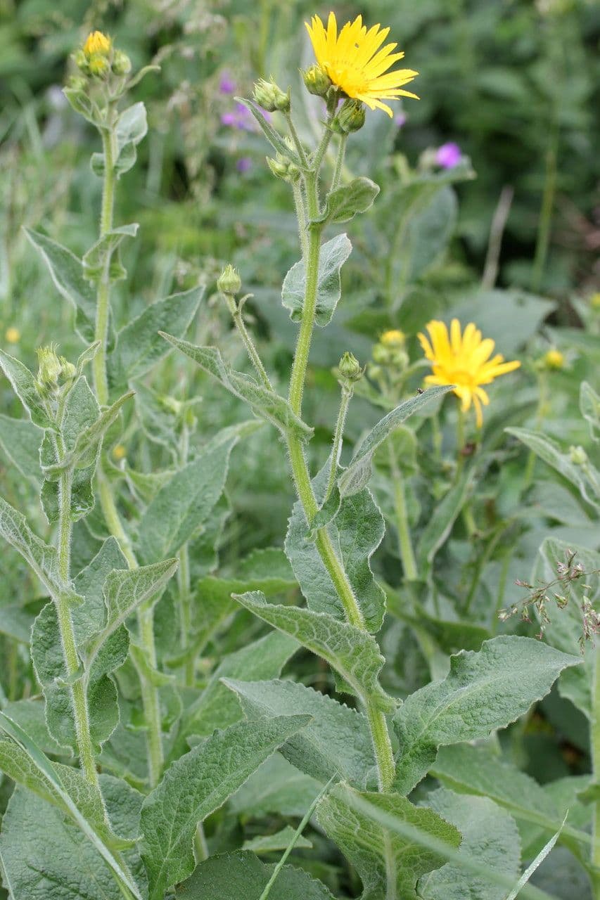 Doronicum austriacum 21