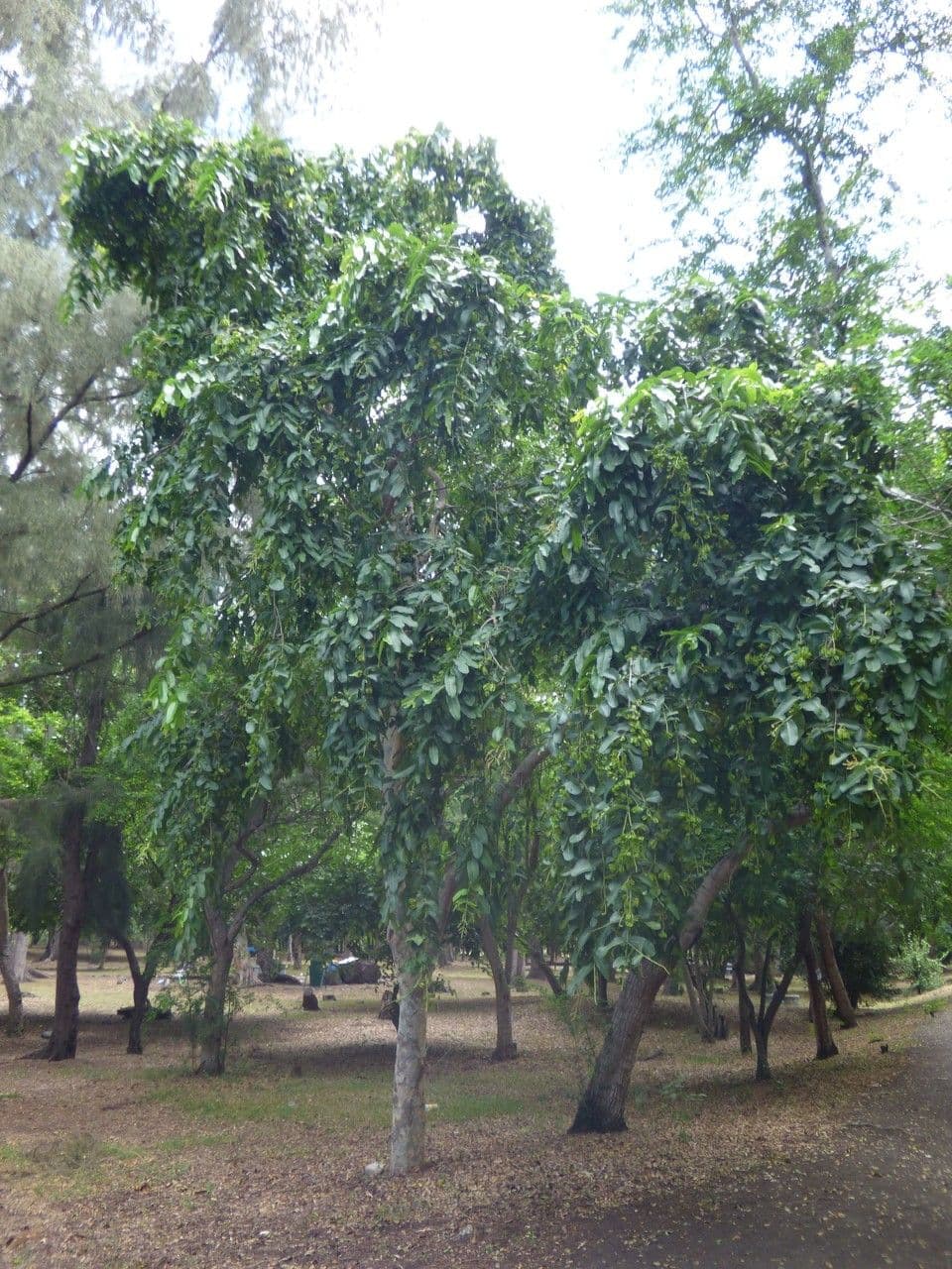 Terminalia arjuna 12