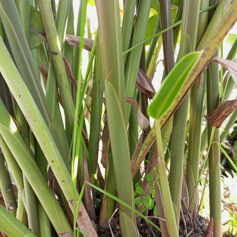 Alpinia zerumbet 23