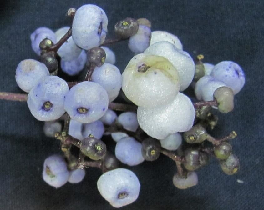 Palicourea deflexa 5