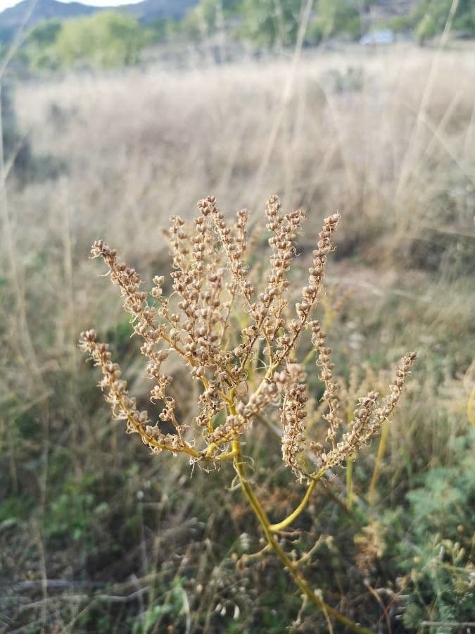 Ruta montana