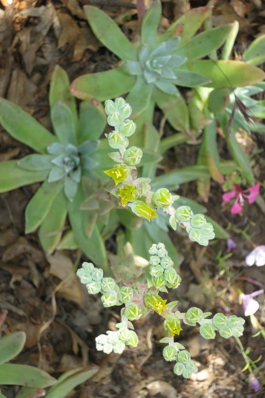 Dudleya costera 6