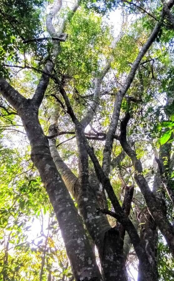 Anadenanthera 9