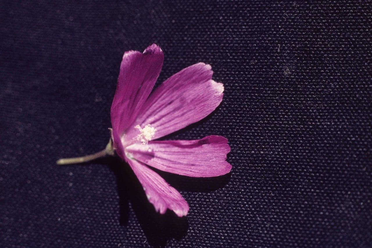 Sidalcea 4