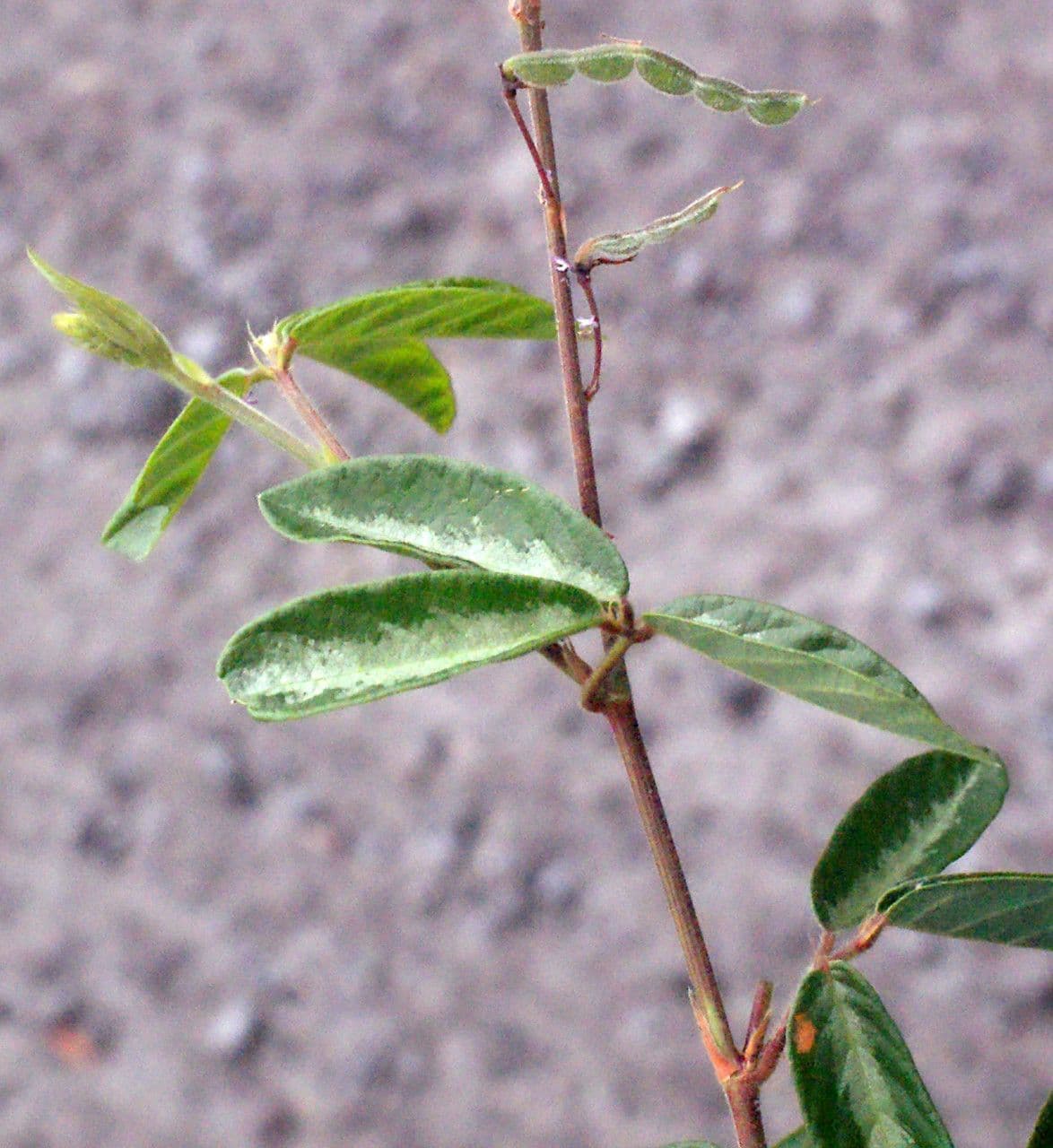 Desmodium 11