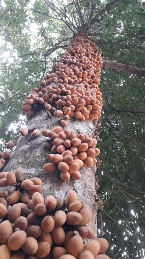 Pradosia milchig 2