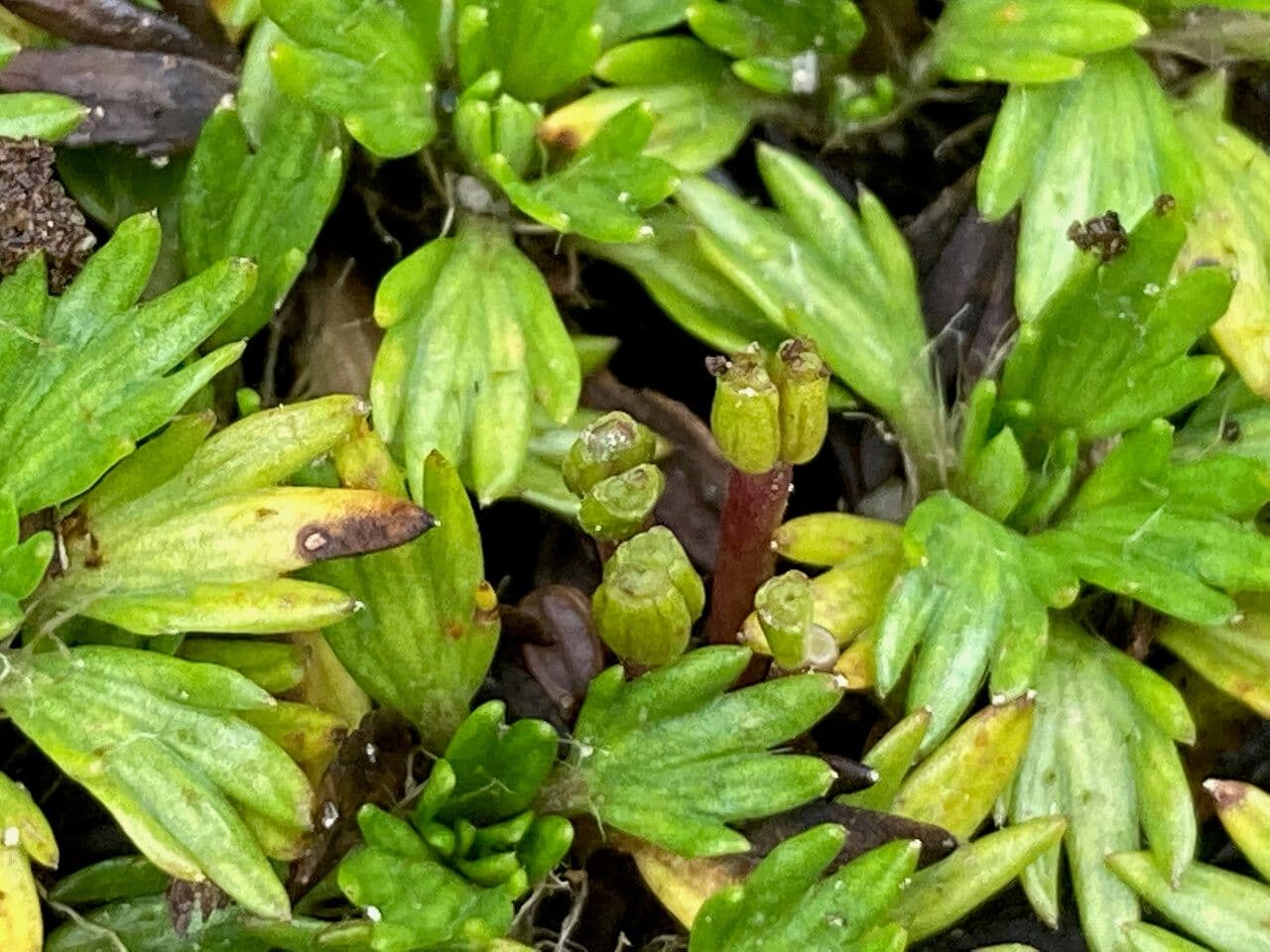 Azorella
